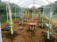 Pitaya Fidanının Meyvesinin İçeriği