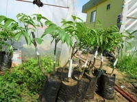 Tüplü Ceviz Fidanı Türleri ve Özellikleri