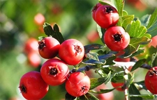 Alıç Fidanı Türleri ve Özellikleri