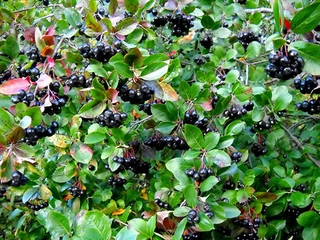 Aronia Fidanı Türleri ve Özellikleri