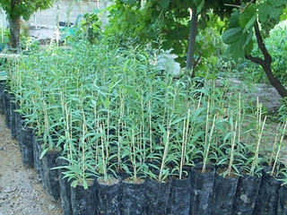 Goji Berry Fidanı Türleri ve Özellikleri