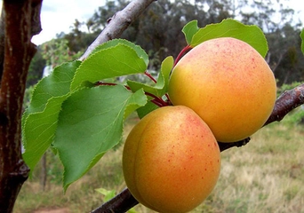Kayısı Fidanı Türleri ve Özellikleri